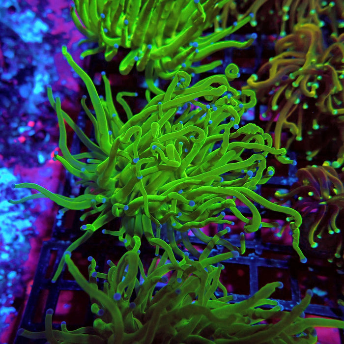 Ultra Green Torch