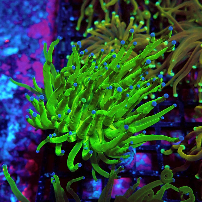 Ultra Green Torch