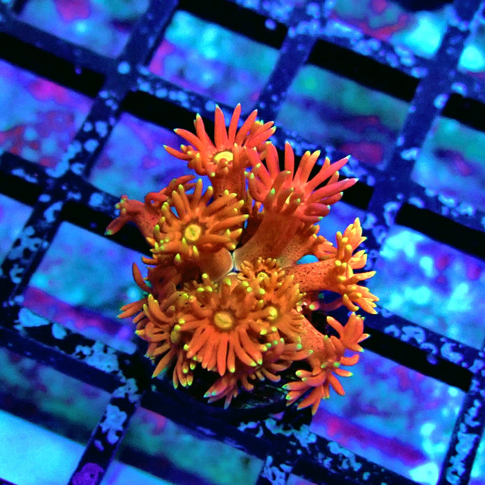 Super Red Orange Goniopora Frag