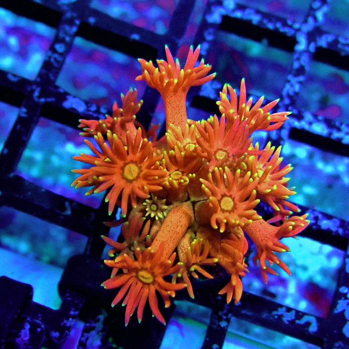 Super Red Orange Goniopora Frag