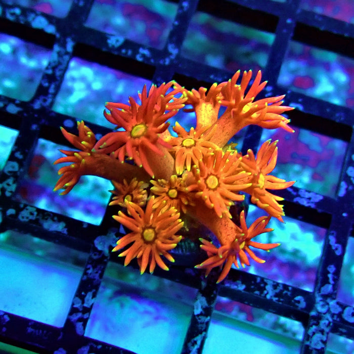 Super Red Orange Goniopora Frag