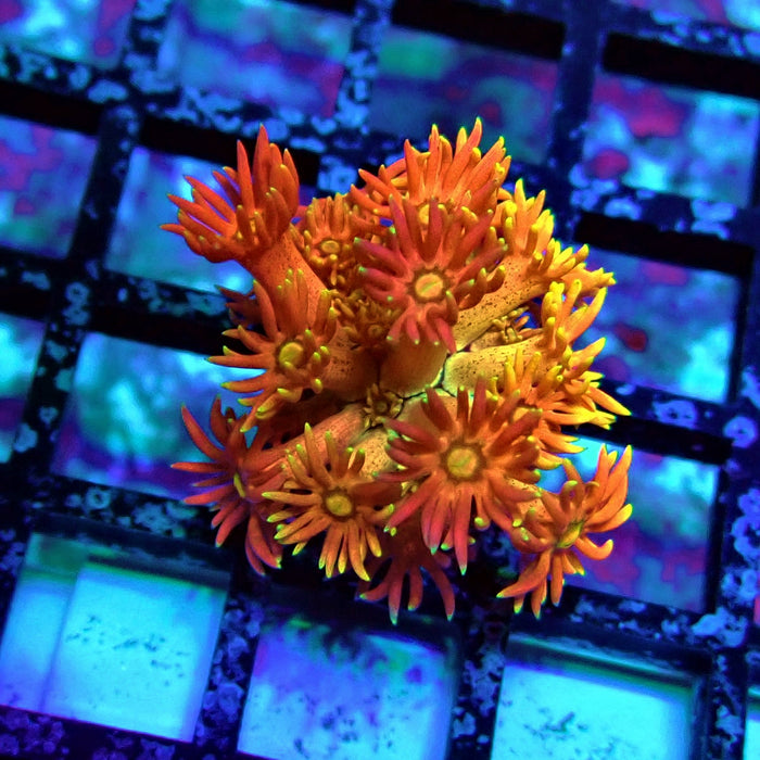 Super Red Orange Goniopora Frag