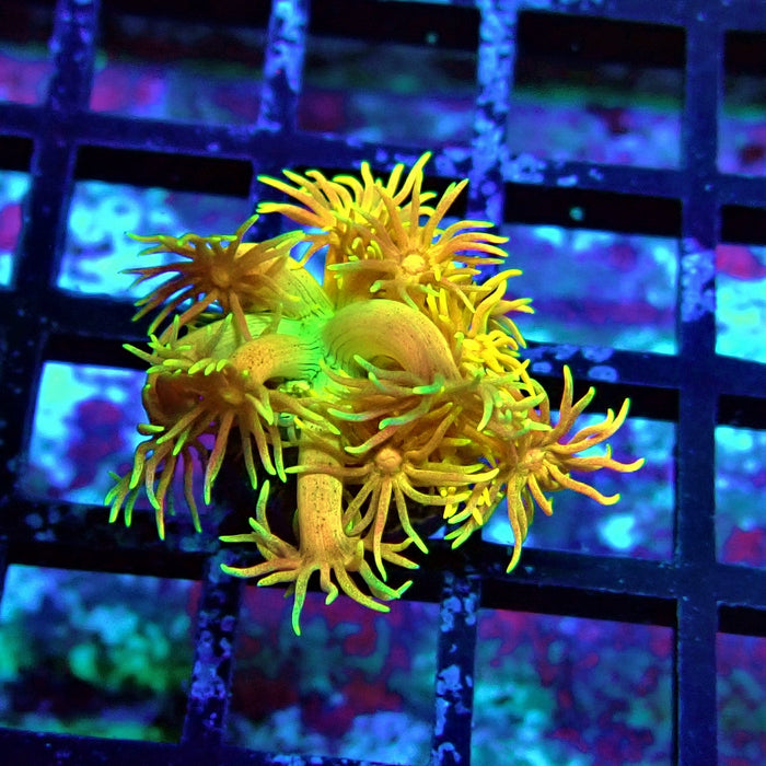 Super Rainbow Goniopora Frag (3)