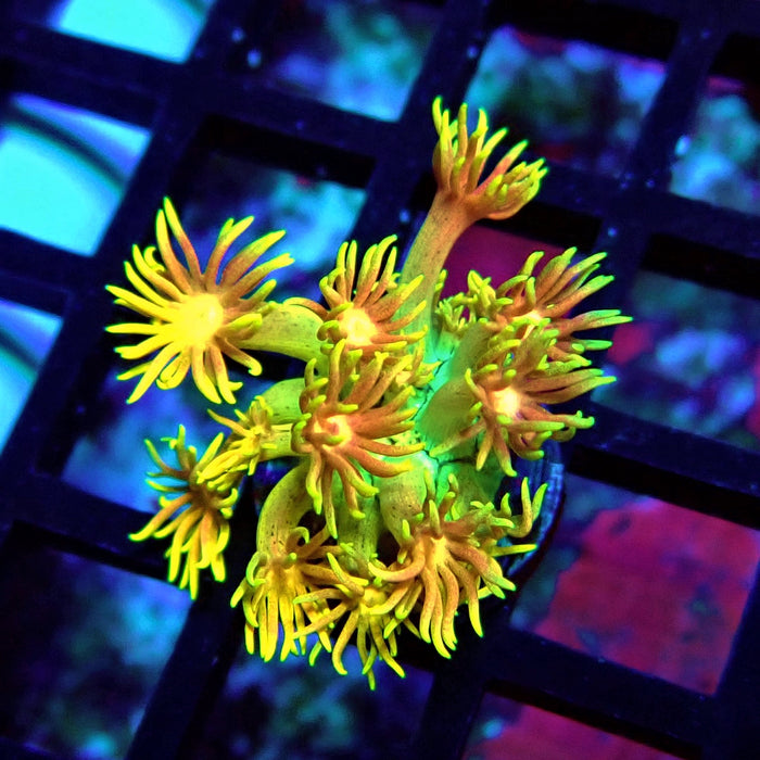 Super Rainbow Goniopora Frag (3)