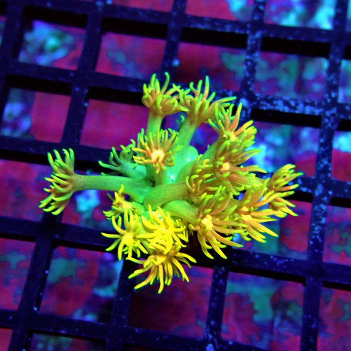 Super Rainbow Goniopora Frag (3)