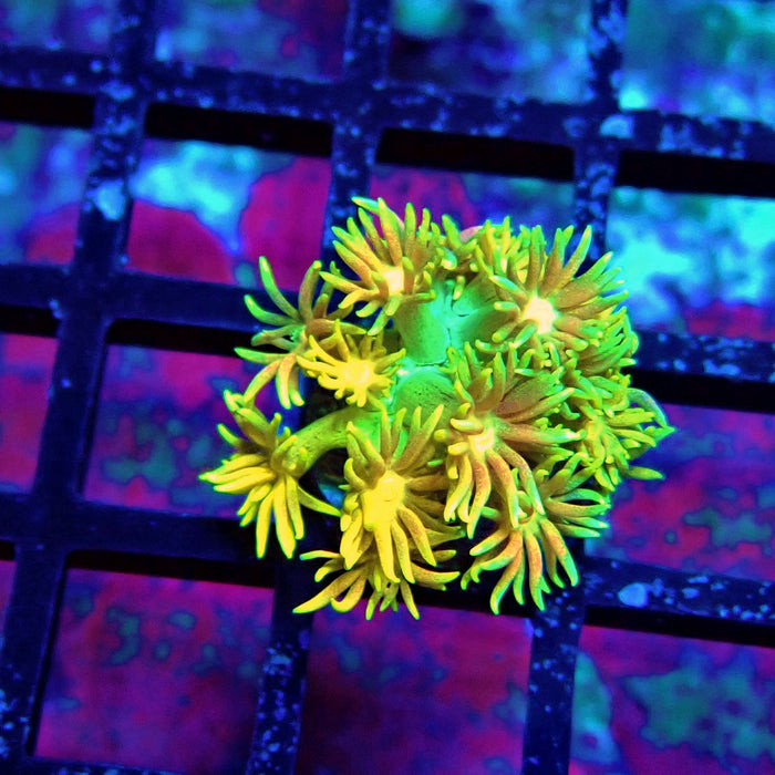 Super Rainbow Goniopora Frag (3)