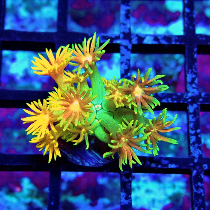 Super Rainbow Goniopora Frag (3)