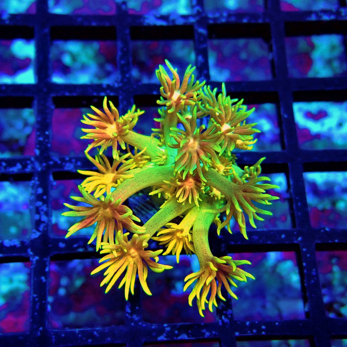 Super Rainbow Goniopora Frag (3)