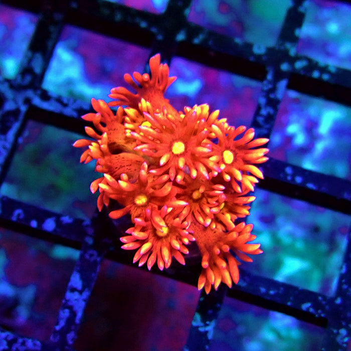 Super Red Goniopora Frag
