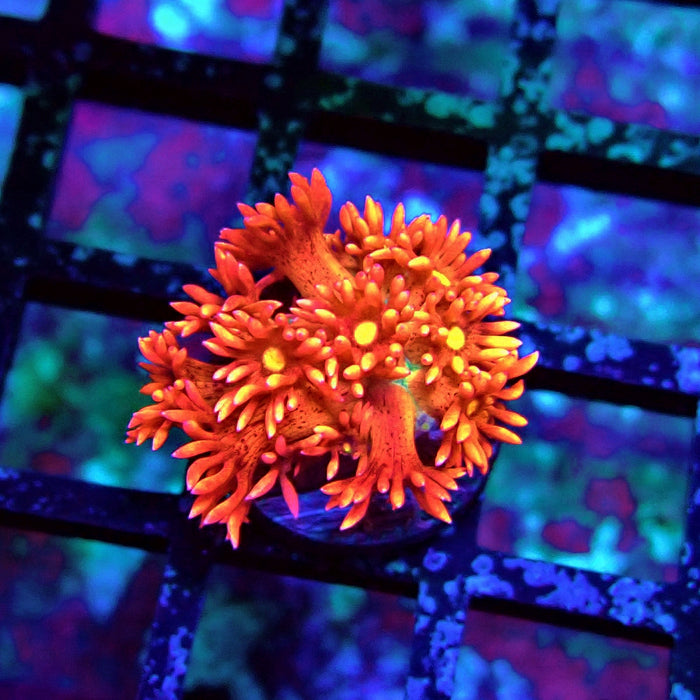 Super Red Goniopora Frag