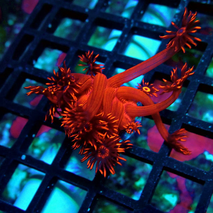 Super Red Contrast Goniopora Frag