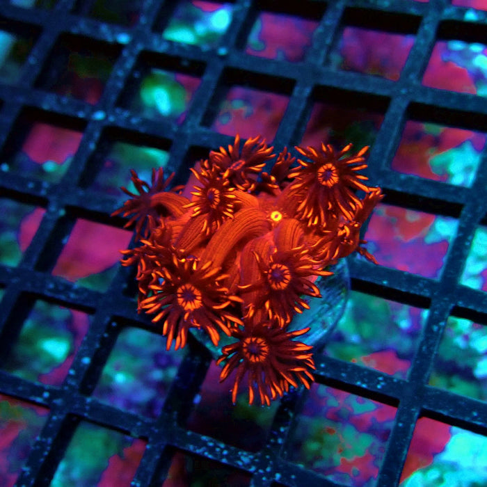 Super Red Contrast Goniopora Frag