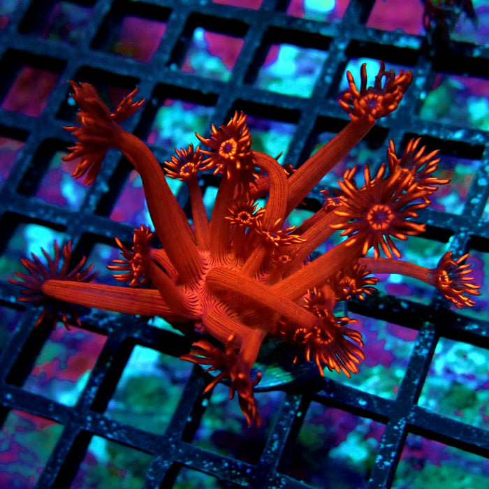 Super Red Contrast Goniopora Frag