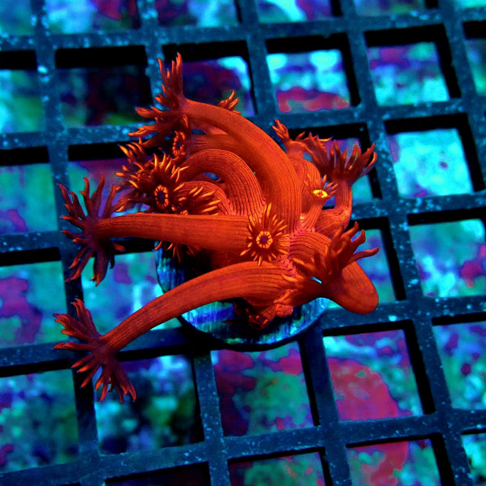 Super Red Contrast Goniopora Frag