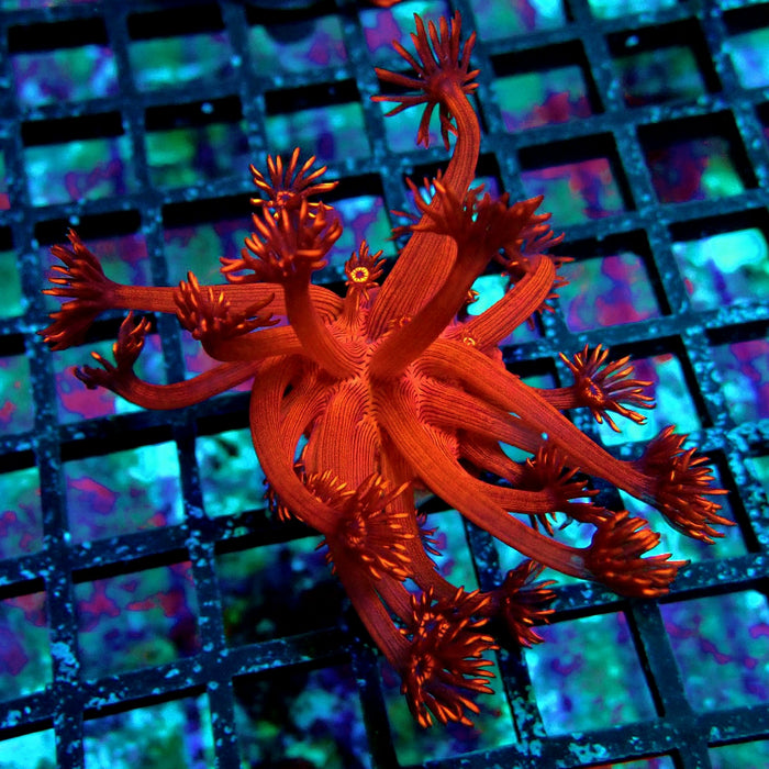 Super Red Contrast Goniopora Frag
