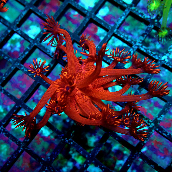 Super Red Contrast Goniopora Frag