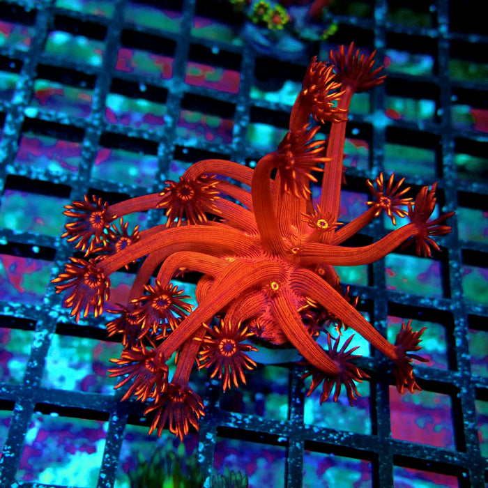 Super Red Contrast Goniopora Frag