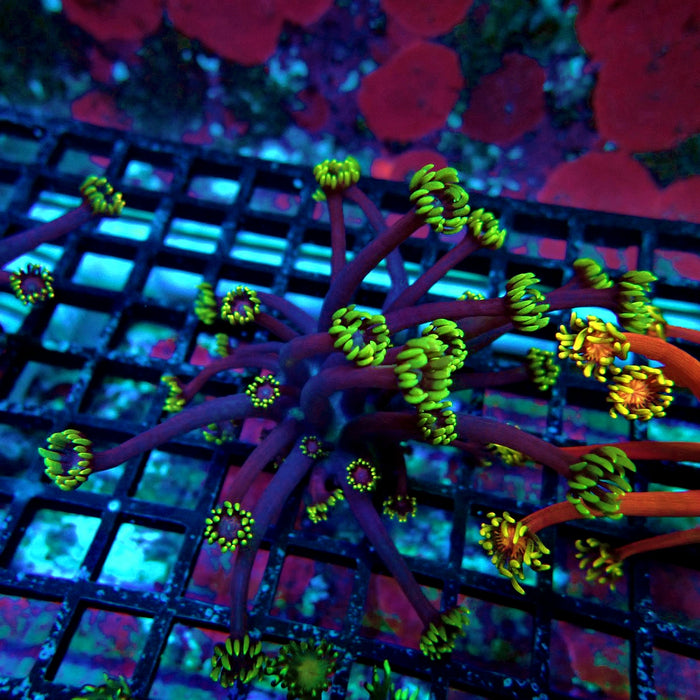REx Iron Man Purple Goniopora XL Polyps