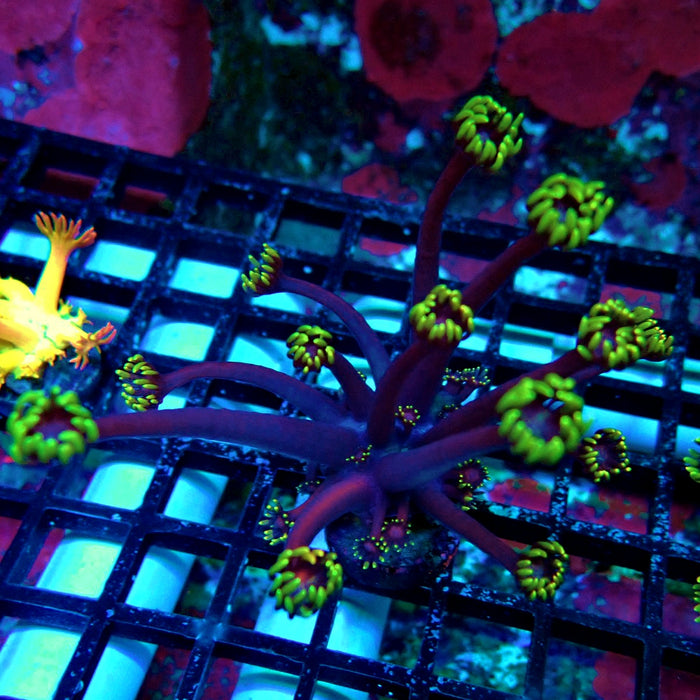 REx Iron Man Purple Goniopora XL Polyps