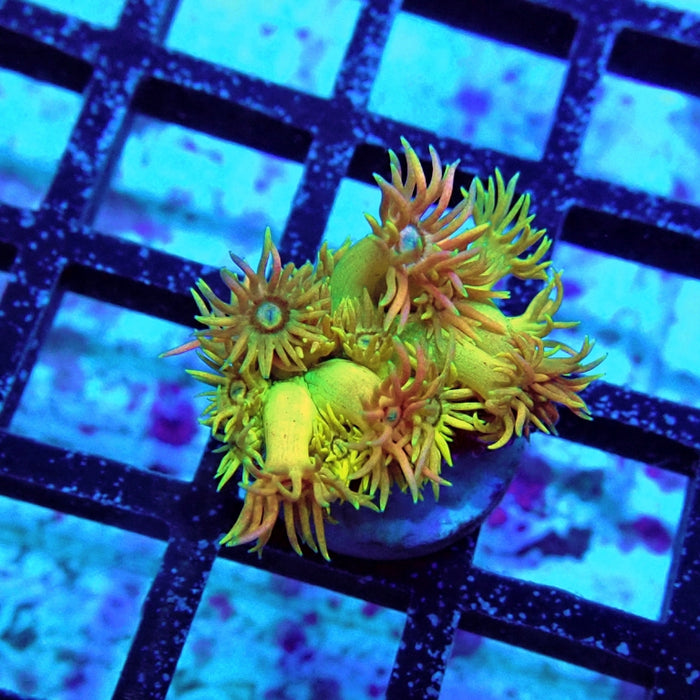 Goniopora Quadricolor Unique