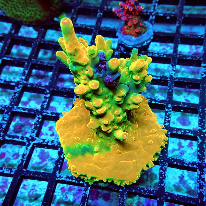 Acro Mini Colony