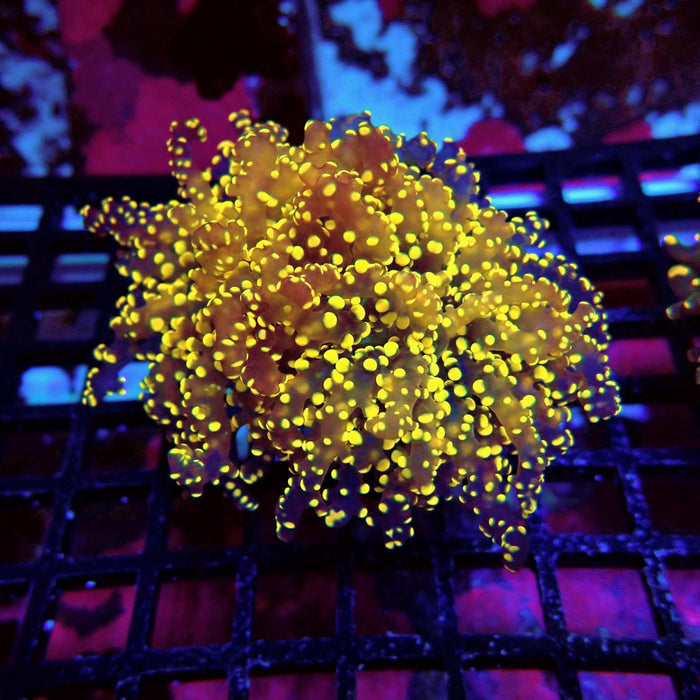 Orange Ultra Frogspawn