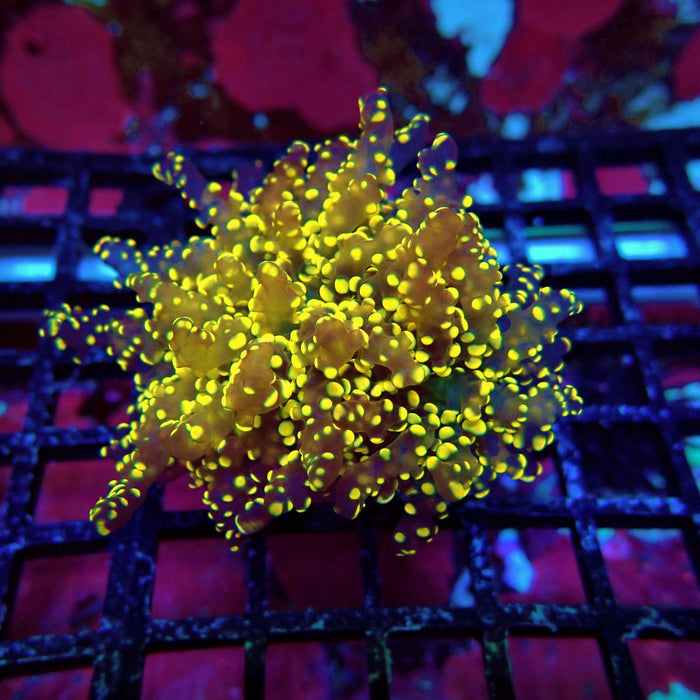Orange Ultra Frogspawn