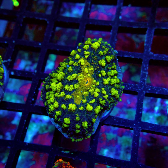 Super Black Yellow Rhodactis