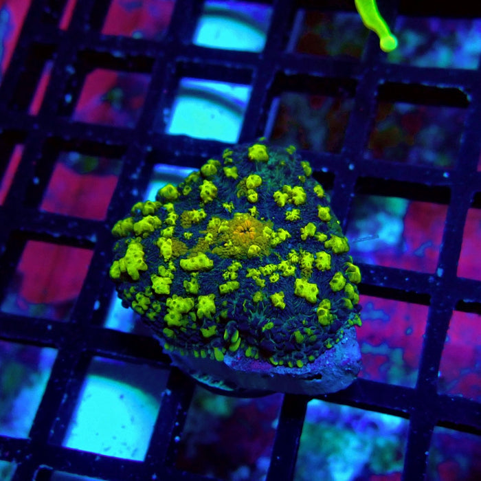 Super Black Yellow Rhodactis