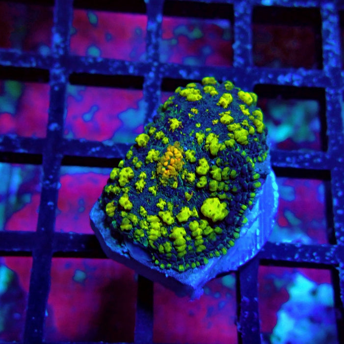 Super Black Yellow Rhodactis