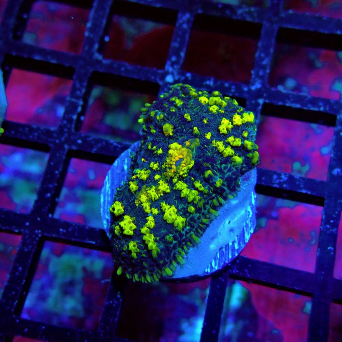 Super Black Yellow Rhodactis