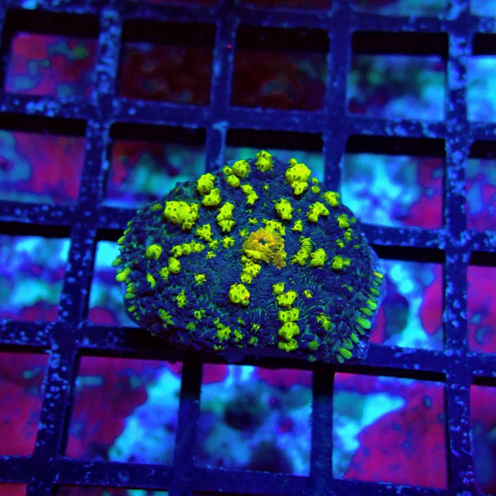 Super Black Yellow Rhodactis