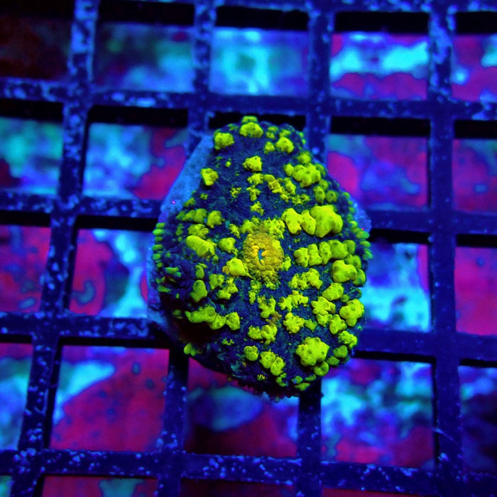 Super Black Yellow Rhodactis
