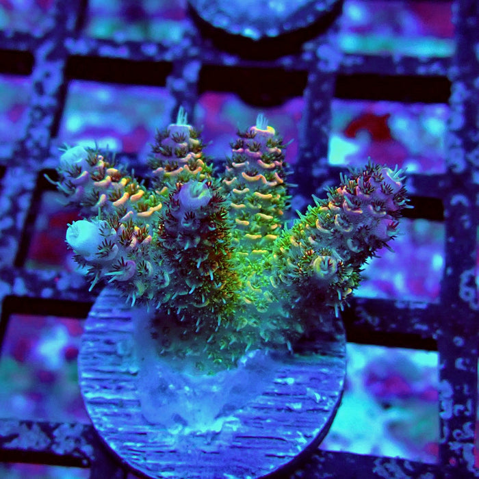 REx Quadricolor Mille Acro