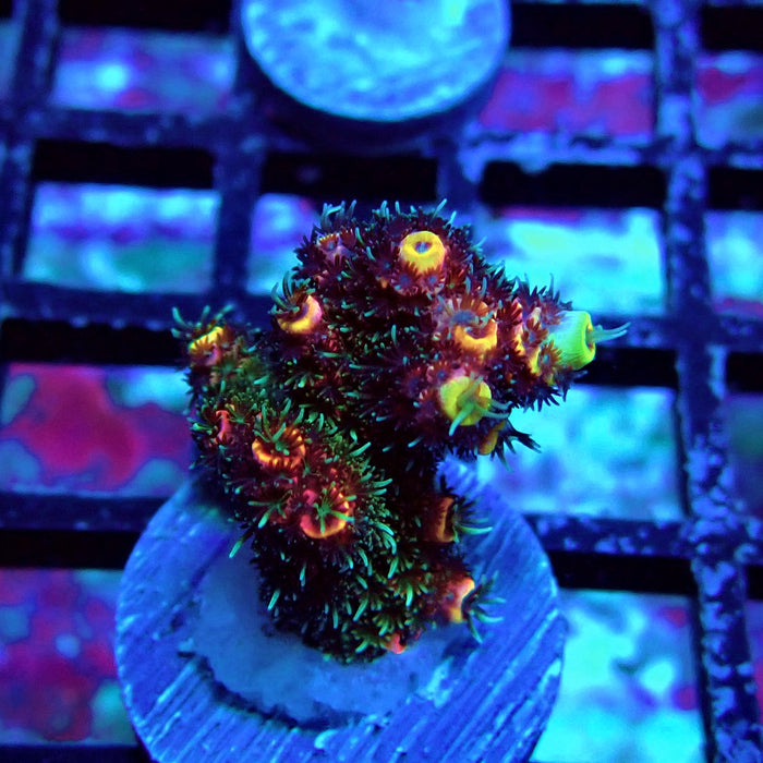 Dark Crazy Rainbow Mille Acro
