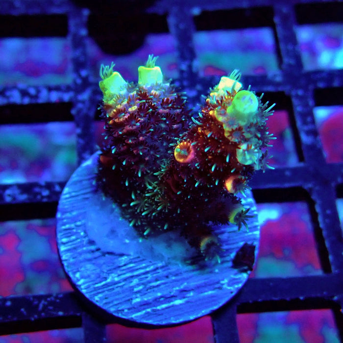 Dark Crazy Rainbow Mille Acro