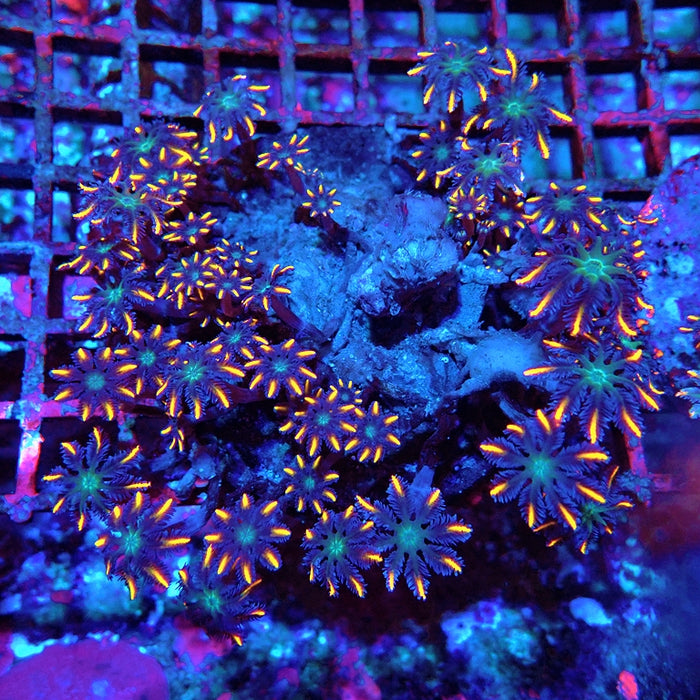 Cornularia Papaya Ultra Colony