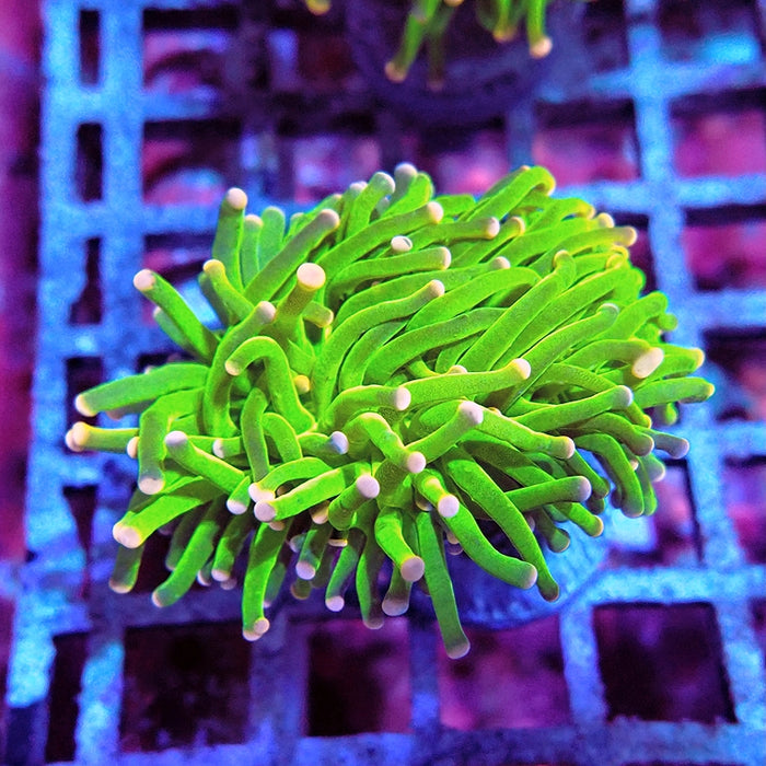 Euphyllia Cotton Candy Torch Premium