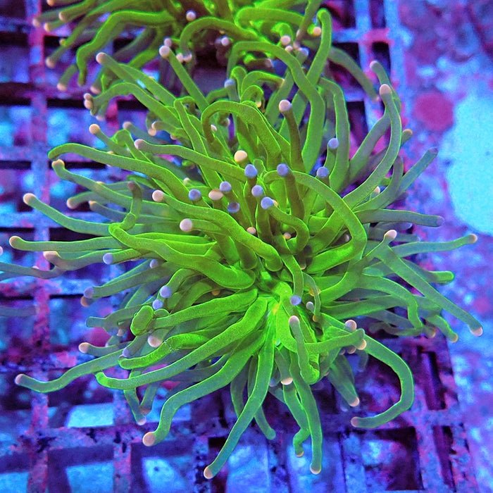Euphyllia Cotton Candy Torch Premium