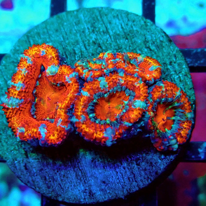 Acan Lord Super Ultra Frag