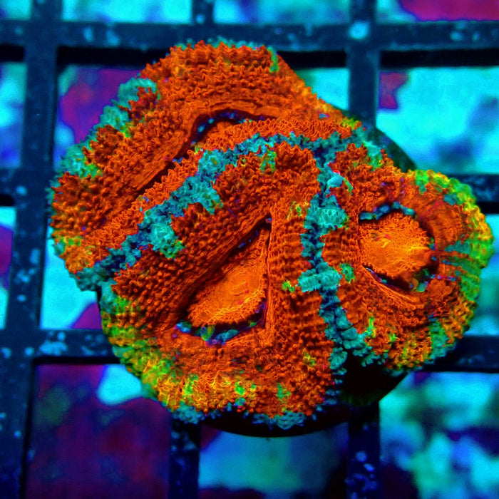 Acan Lord Super Ultra Frag