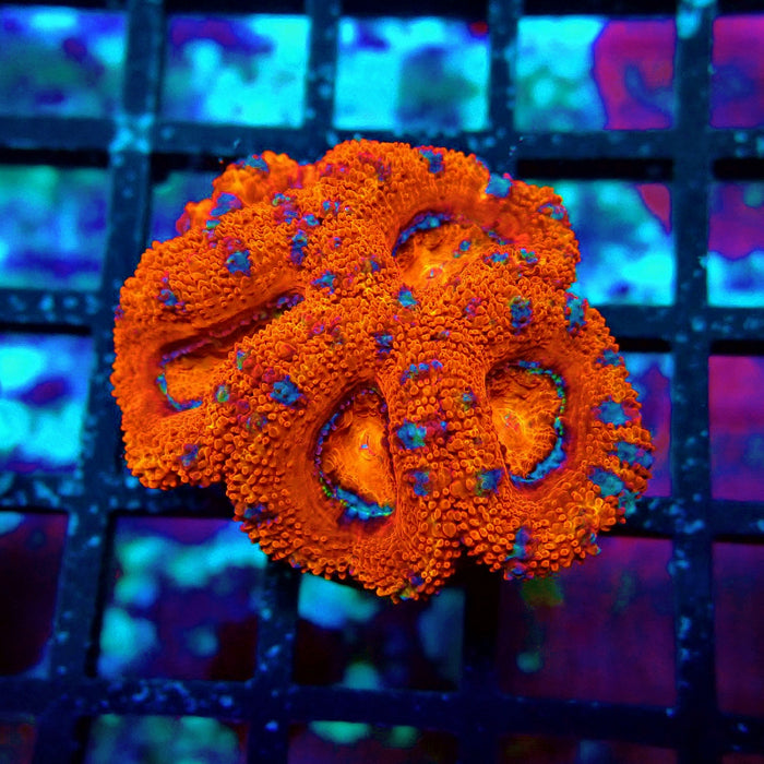 Acan Lord Super Ultra Frag