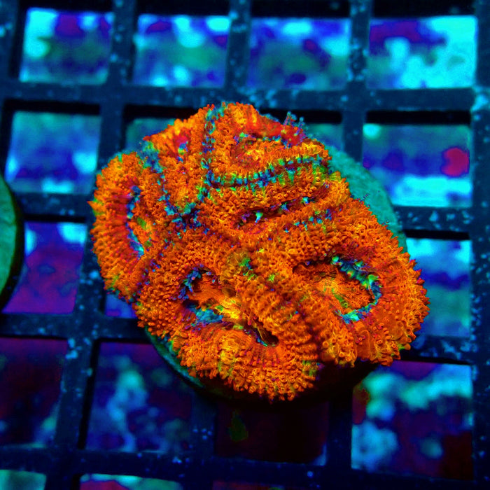 Acan Lord Super Ultra Frag