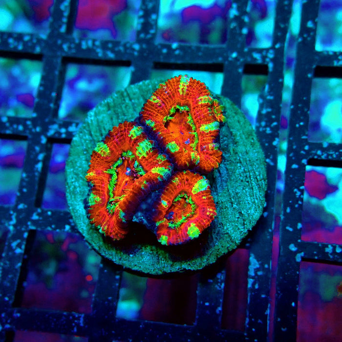 Acan Lord Super Ultra Frag