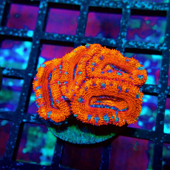 Acan Lord Super Ultra Frag