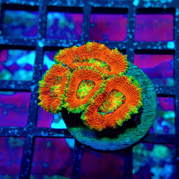 Acan Lord Super Ultra Frag