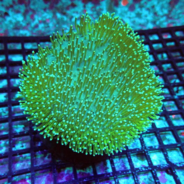 Leather Toadstool Green Coral