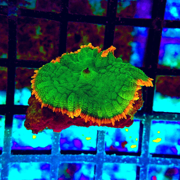 Rhodactis Super Green Metallic