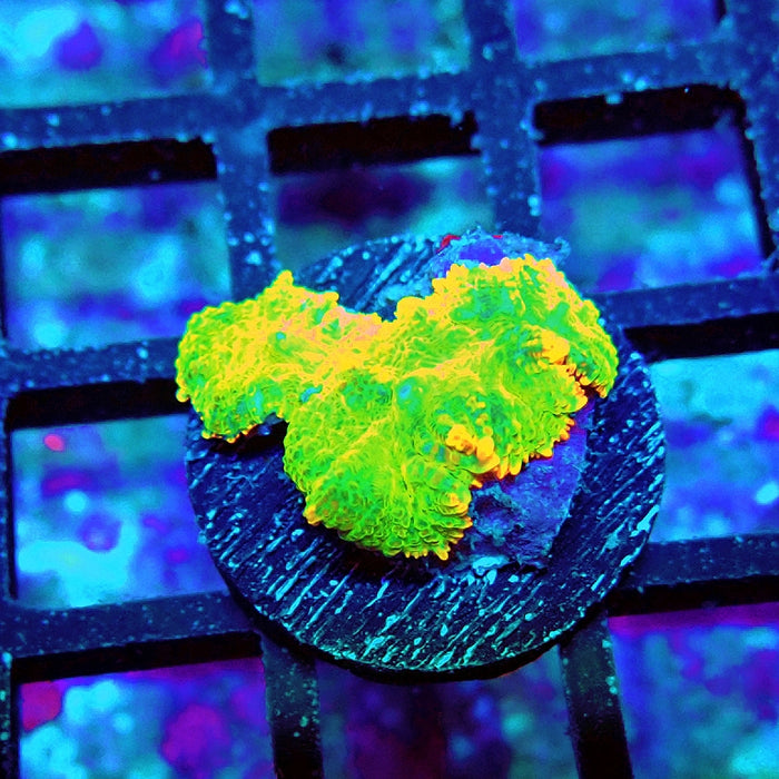 Rhodactis Green Metallic Orange Rim Ultra