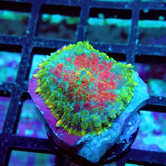 Rhodactis Green Red Center Fuzzy